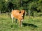 Brown ox on green pasture bull - livestock - cattle raising