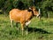 Brown ox on green pasture bull - livestock - cattle raising