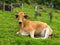 Brown ox on green pasture - bull livestock - cattle raising