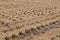 Brown paddy rice field after harvest