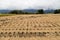 Brown paddy rice field after harvest