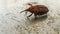 Brown palm weevil snout beetle