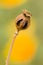 Brown Papaver somniferum seed head