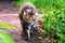 Brown patch cat hiding in a grass garden