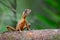 Brown-patched Kangaroo Lizard - Otocryptis wiegmanni