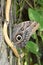 Brown Patterned Barnowl Butterfly in a Garden