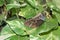 Brown Patterned Barnowl Butterfly in a Garden