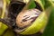 Brown pecan nut inside its curly green open husk, macro photograph