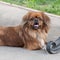 Brown Pekingese lies on pavement near the bench