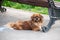 Brown Pekingese lies on pavement near the bench