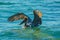 A Brown Pelecan (Pelecanus Occidentalis) landing after dive fishing in the Gulf of Mexico.Florida.