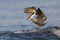 Brown Pelican