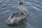 Brown Pelican