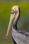 Brown Pelican