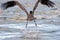 Brown Pelican