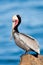 Brown Pelican