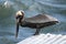 Brown Pelican