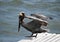 Brown Pelican