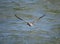 Brown Pelican