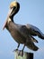 Brown Pelican