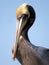 Brown Pelican