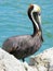 Brown Pelican