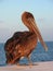 Brown Pelican