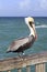 Brown Pelican