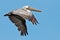 Brown Pelican