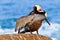 Brown Pelican