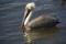 Brown Pelican