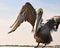 Brown Pelican