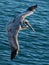 Brown Pelican