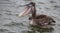 Brown pelican in the Bay with mouth open.