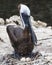 Brown Pelican bird Photo.  Brown pelican bird sitting on its eggs on the nest. Pelican bird close-up profile view