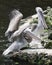 Brown Pelican bird Photo   Brown pelican juvenile birds close-up profile view