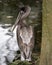Brown Pelican Bird Stock Photos. Image. Portrait. Picture. Juvenile bird. Bokeh background. Angelic wings