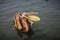 Brown Pelican catching food