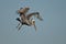 Brown Pelican - Chick feeding adult