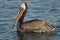 Brown Pelican - Chick feeding adult