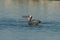 Brown Pelican - Chick feeding adult