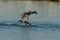 Brown Pelican - Chick feeding adult