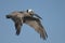 Brown Pelican - Chick feeding adult