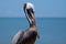 Brown pelican closeup with sea in background blurred