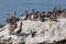 Brown Pelican Colony, Pelecanus occidentalis