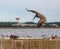 Brown Pelican dives toward a landing