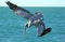 Brown pelican diving into the blue water of Florida.