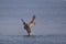 A Brown Pelican Diving Down on Prey