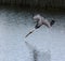 Brown Pelican Diving For Food