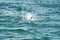 Brown pelican diving in a splash on Florida\'s east coast.